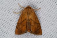 Apoda limacodes