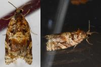 Argyrotaenia ljungiana