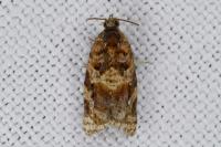 Argyrotaenia ljungiana