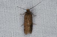 Aroga velocella
