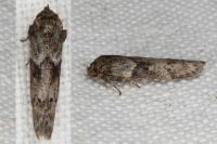 Blastobasis glandulella