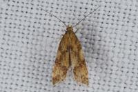 Brachmia blandella