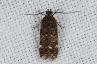 Bryotropha affinis