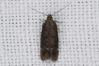 Bryotropha