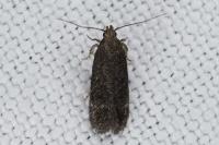 Bryotropha
