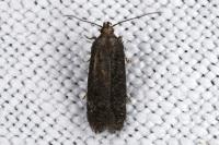 Bryotropha
