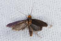 Cephimallota crassiflavella