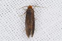 Cephimallota crassiflavella