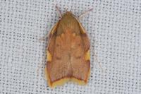 Carcina quercana