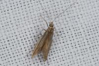 Coleophora