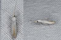 Coleophora