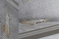 Coleophora