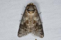 Cossus cossus