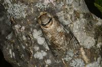 Cossus cossus