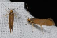 Crassa unitella