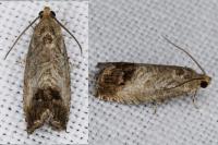Cydia splendana