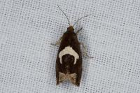 Epiblema foenella