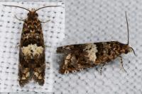 Epiblema