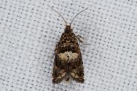 Epiblema
