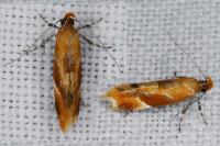 Epicallima formosella
