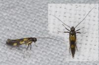 Euspilapteryx auroguttella