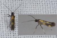 Euspilapteryx auroguttella