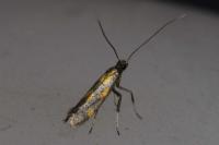 Euspilapteryx auroguttella
