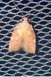 Carcina quercana