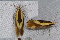 Harpella forficella