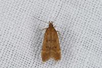 Helcystogramma lutatella