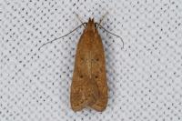 Helcystogramma lutatella