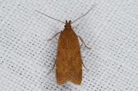 Helcystogramma lutatella