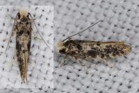 Infurcitinea