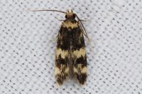 Oegoconia