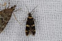 Oegoconia