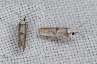 Paraswammerdamia albicapitella