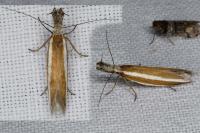 Pleurota aristella