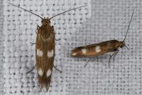 Scythris scopolella