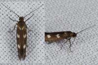 Scythris scopolella