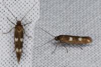 Scythris scopolella