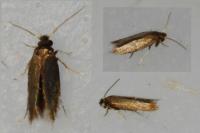 Stigmella