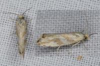 Thiodia citrana