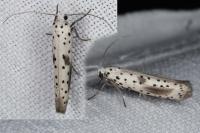 Yponomeuta irrorella