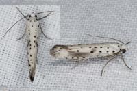 Yponomeuta irrorella