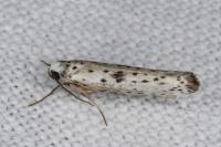 Yponomeuta plumbella