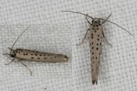 Yponomeuta sedella