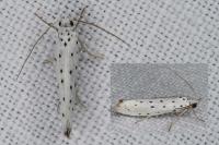 Yponomeuta