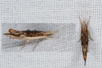 Ypsolopha scabrella
