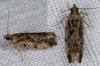 Zeiraphera isertana