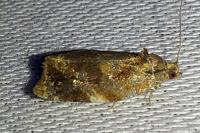 Ditula angustiorana